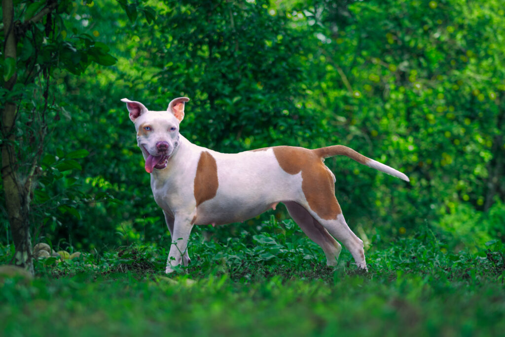 fotografia-de-mascota-pet-photography-dog-xena-fotografo-augusto-davila